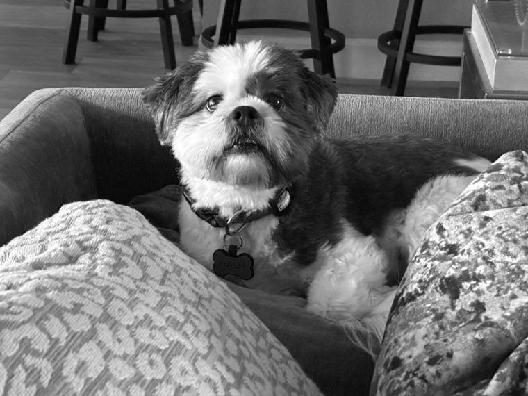 Photo of Dash, black and white.