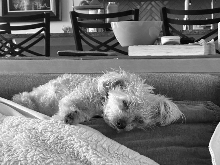 Phoebe, cream and curly, asleep along the back of the couch.