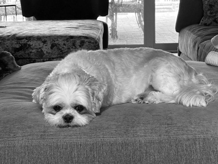 Photo of Sully, cream-colored.