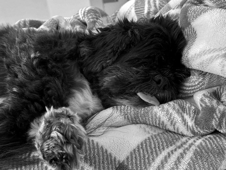 Photo of Taz — Baz in the book — black and fluffy.